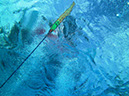 %_tempFileName24_Diver_below%