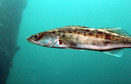 %_tempFileNameIMG_3509%