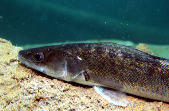 %_tempFileNameIMG_3576%