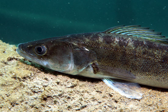 %_tempFileNameIMG_3577%