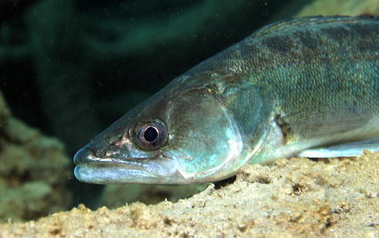 %_tempFileNameIMG_3584%