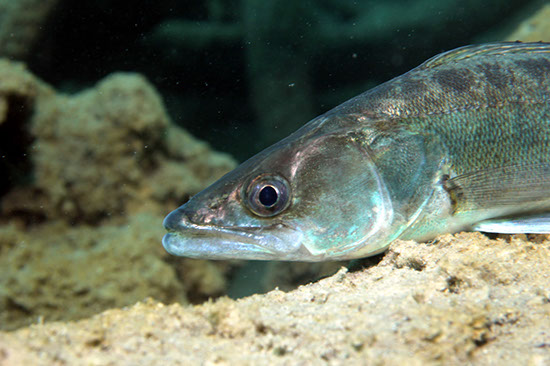 %_tempFileNameIMG_3585%