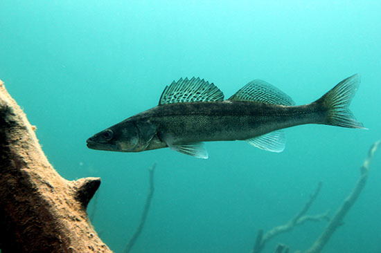 %_tempFileNameIMG_3648%