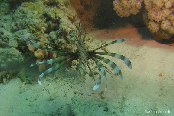 P9032895