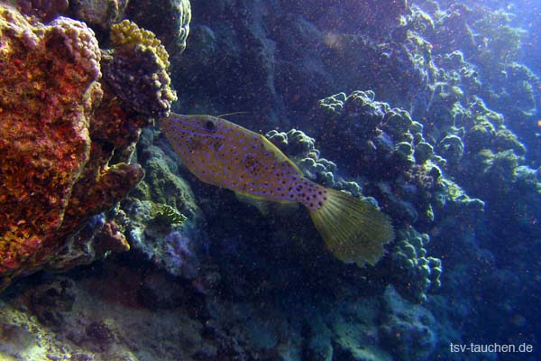 P9052991