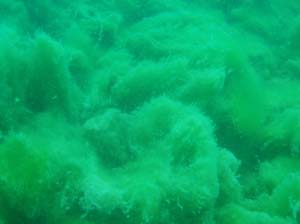 Antauchen_Urisee_07-04-2#7C