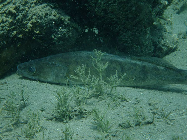 %_tempFileName1069126_538973232830219_615949309_n%