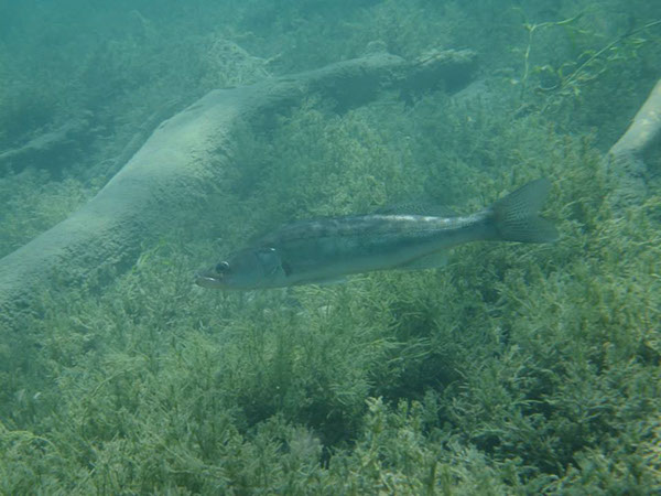 %_tempFileName1070017_538971072830435_2045079368_n%