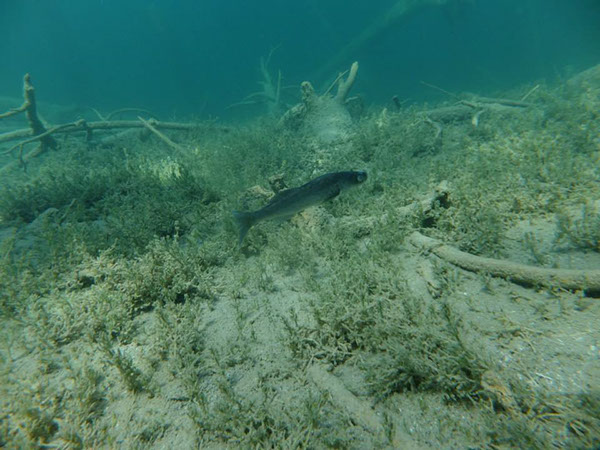 %_tempFileName62815_538971149497094_566037785_n%