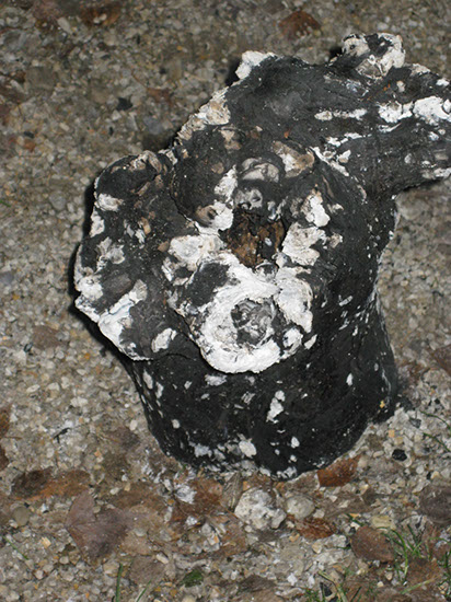 %_tempFileNameIMG_1133%