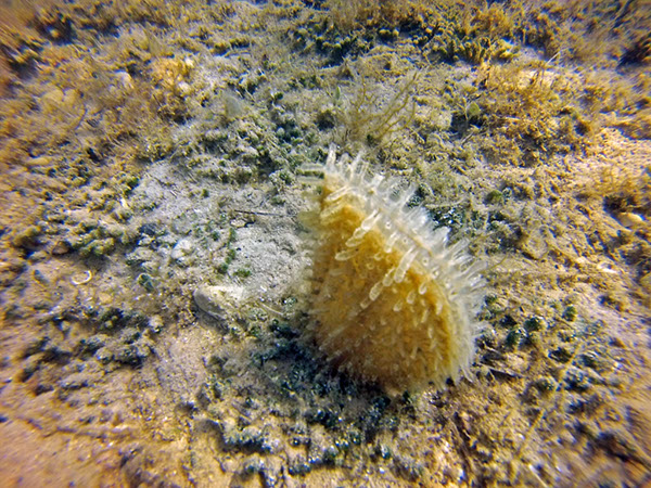 %_tempFileName2016_TSV_TauGa_009%