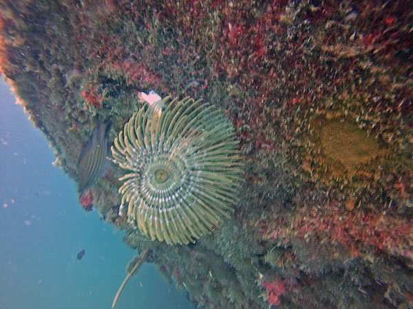 %_tempFileName2016_TSV_TauGa_025%