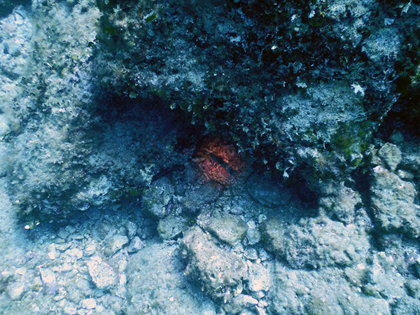 %_tempFileName2017_aTSV_AW_Punat_0060%