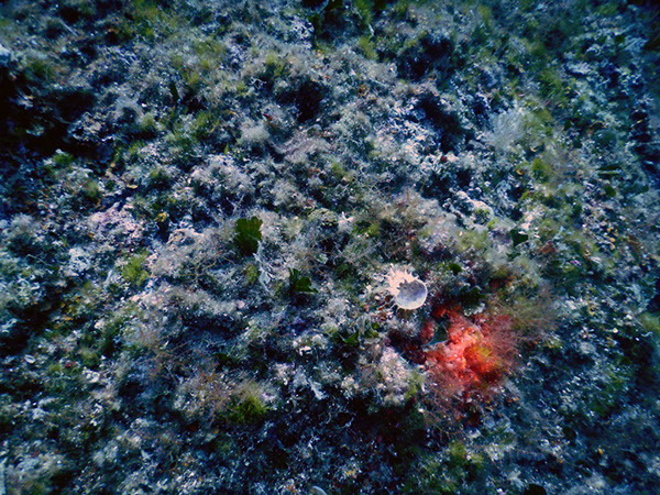 %_tempFileName2017_aTSV_AW_Punat_0066%