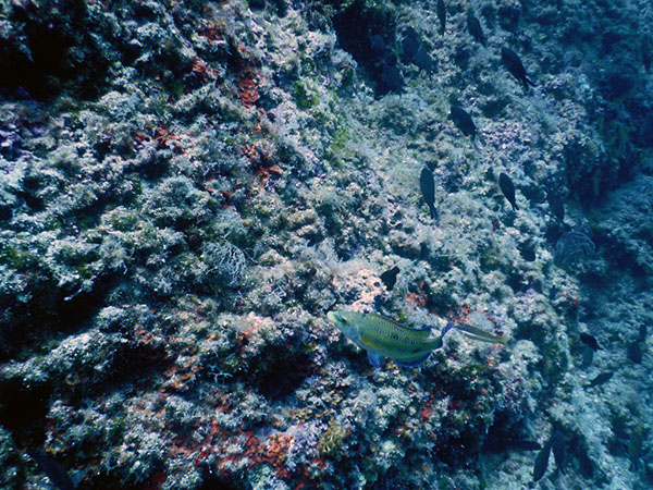 %_tempFileName2017_aTSV_AW_Punat_0075%