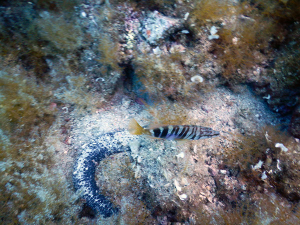 %_tempFileName2017_aTSV_AW_Punat_0106%