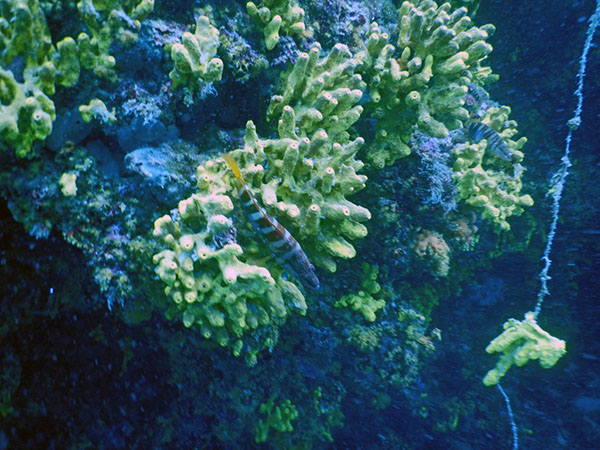 %_tempFileName2017_aTSV_AW_Punat_0111%