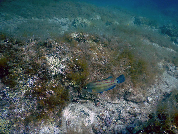 %_tempFileName2017_aTSV_AW_Punat_0180%