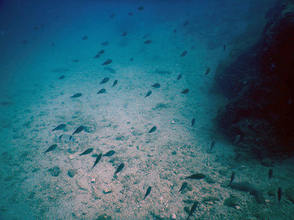 %_tempFileName2017_aTSV_AW_Punat_0181%