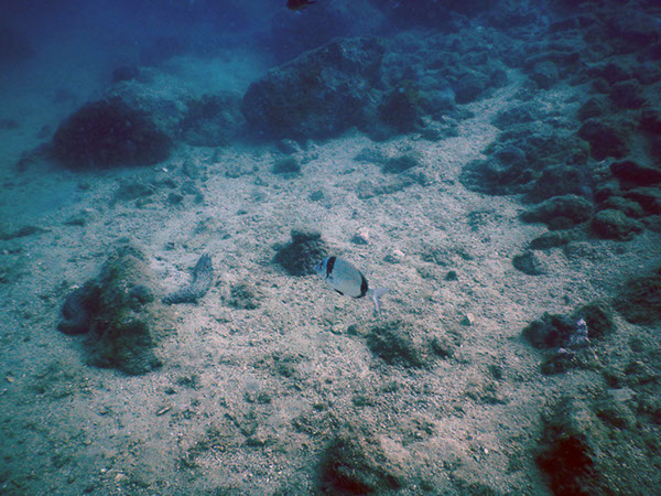 %_tempFileName2017_aTSV_AW_Punat_0183%