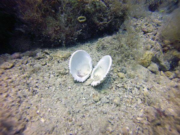 %_tempFileName2017_aTSV_RB_uw_Punat_0112%