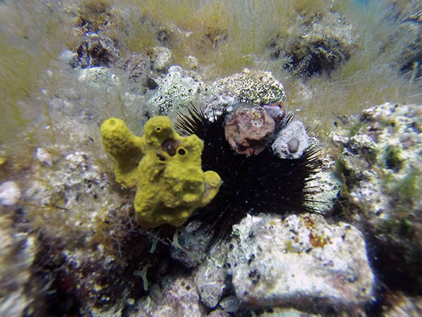 %_tempFileName2017_aTSV_RB_uw_Punat_0116%