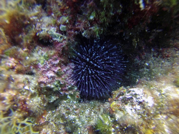 %_tempFileName2017_aTSV_RB_uw_Punat_0131%