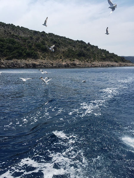 %_tempFileName2017_aTSV_RB_iph_Punat_0055%