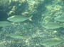 2009_UW_LesIss_0196