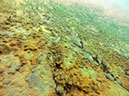 %_tempFileName2014_MurnerSee_Diveview_020%