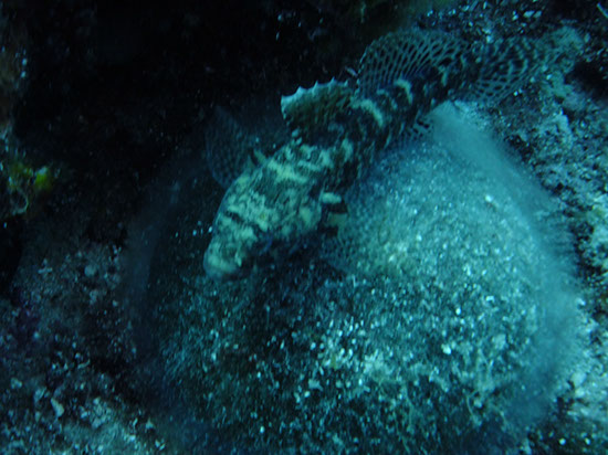 %_tempFileNameDSCF0855%