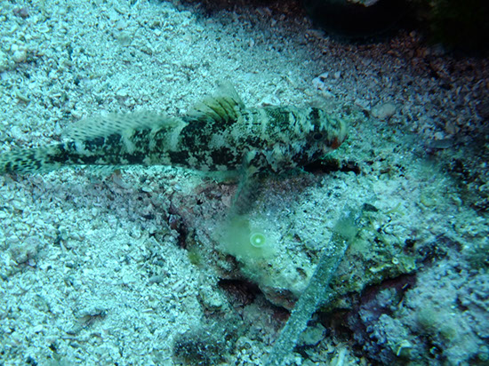 %_tempFileNameDSCF0858%