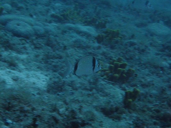 %_tempFileNameDSCF0864%