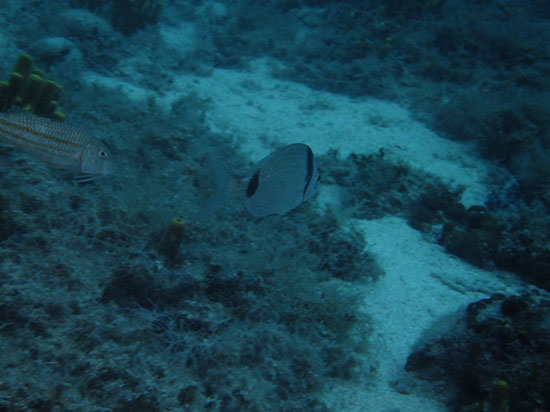 %_tempFileNameDSCF0865%