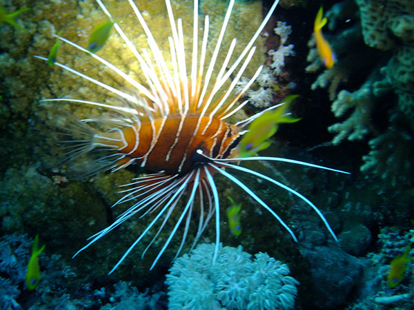 %_tempFileNameDSCF3853%