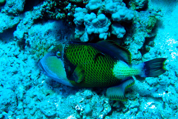 %_tempFileNameIMG_6917%