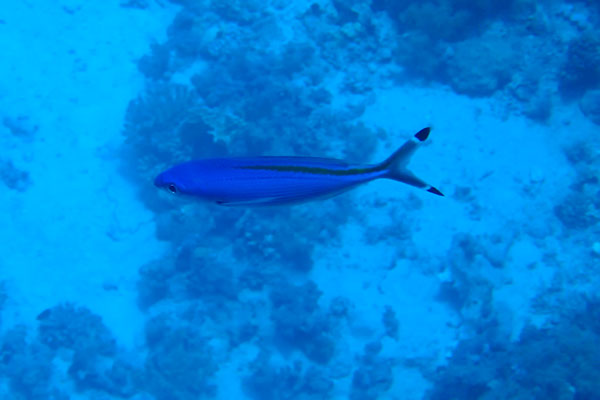 %_tempFileNameIMG_6930%