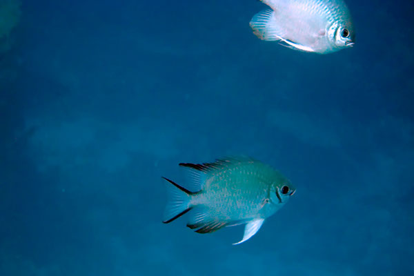 %_tempFileNameIMG_6975%