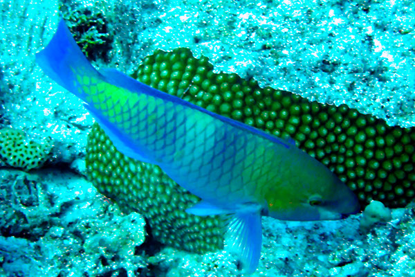 %_tempFileNameIMG_6995%