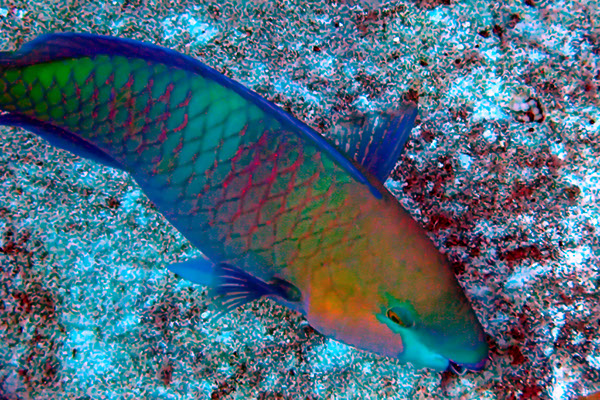 %_tempFileNameIMG_6996%