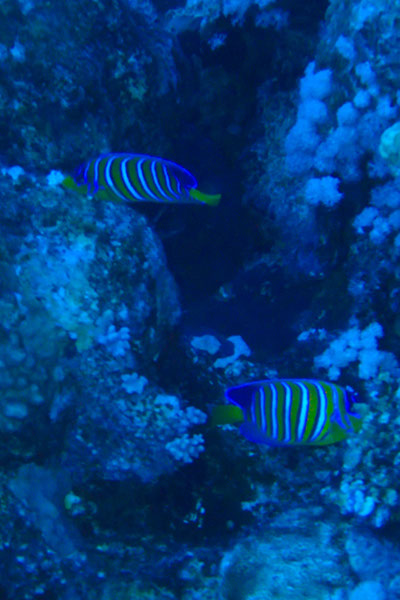 %_tempFileNameIMG_7096%