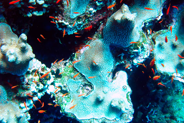 %_tempFileNameIMG_7098%