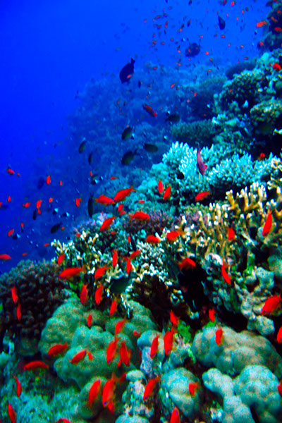 %_tempFileNameIMG_7126%