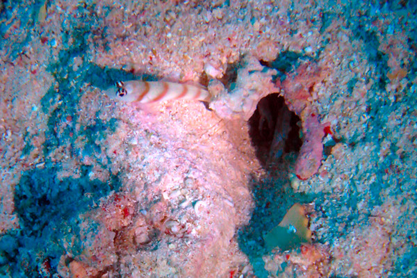 %_tempFileNameIMG_7133%