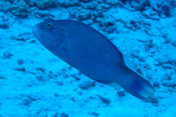 %_tempFileNameIMG_7135%