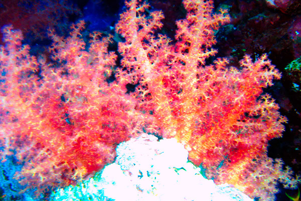 %_tempFileNameIMG_7151%