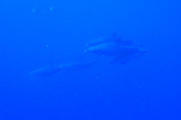 %_tempFileNameIMG_7155%