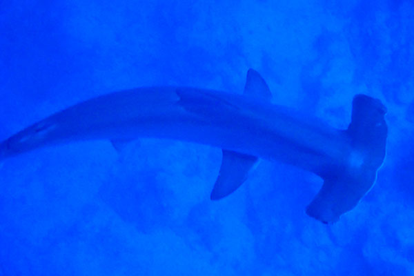 %_tempFileNameIMG_7163%