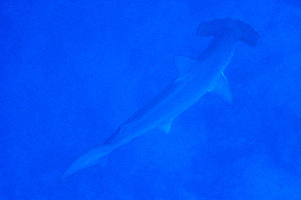 %_tempFileNameIMG_7167%