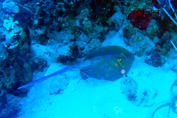 %_tempFileNameIMG_7173%